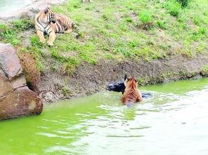 海南动物园爆料案件最新 第1张 海南动物园爆料案件最新 第1张