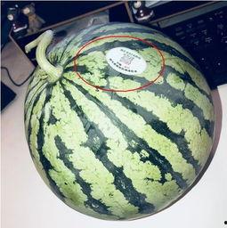 网红瓜怎么整的吃,轻松解锁美味新吃法